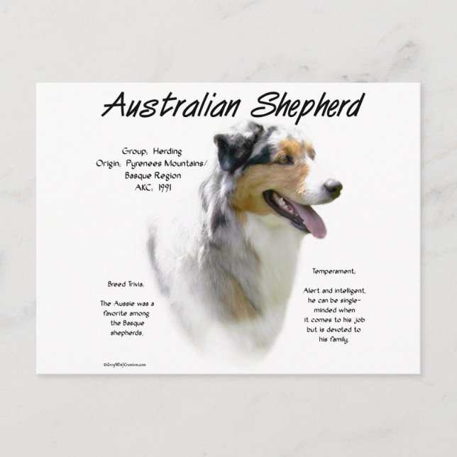 Australian shepherd historia, allt om aussies vykort (Framsida)