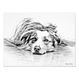 Australian shepherd hund art fototryck