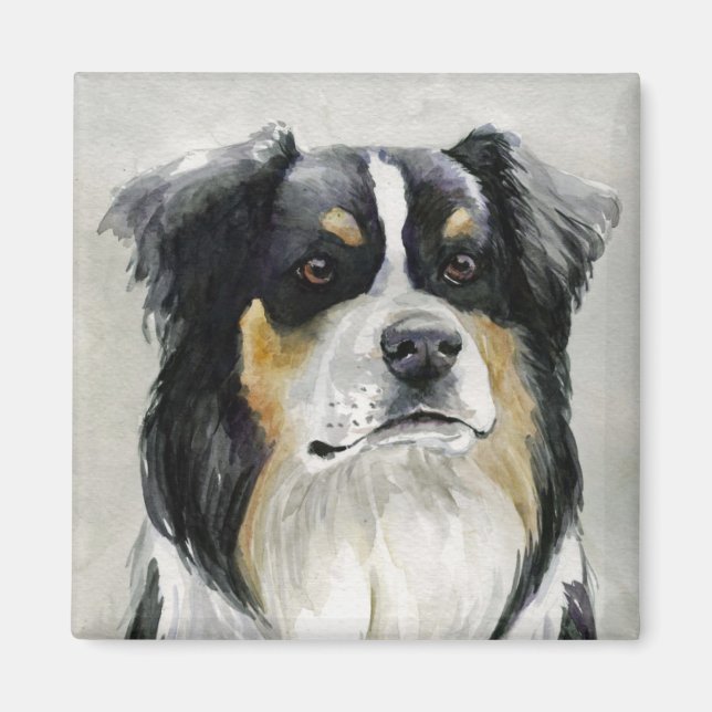Australian shepherd Hund Art Magnet (Framsidan)