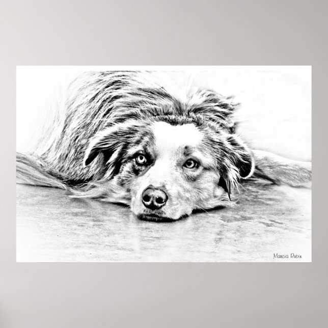 Australian shepherd hund art poster (Framsidan)