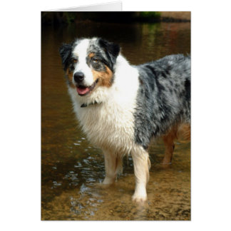 Australian shepherd Hund Hälsningskort