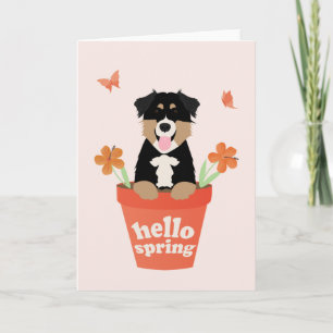 Australian shepherd Hund i blomkruka Kort