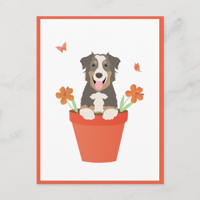 Australian shepherd Hund i blomkruka Vykort (Framsida)