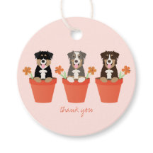 Australian shepherd Hund i blomstringspot Tack