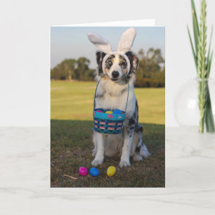 Australian shepherd Hund med Påskägg Helgkort