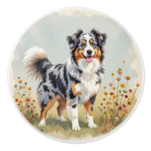 Australian Shepherd Hund Merle Lång Svans Knopp