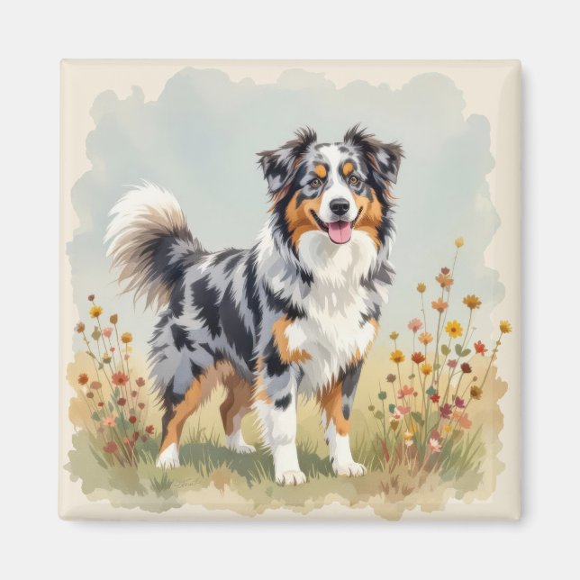 Australian Shepherd Hund Merle Lång Svans Magnet (Framsidan)