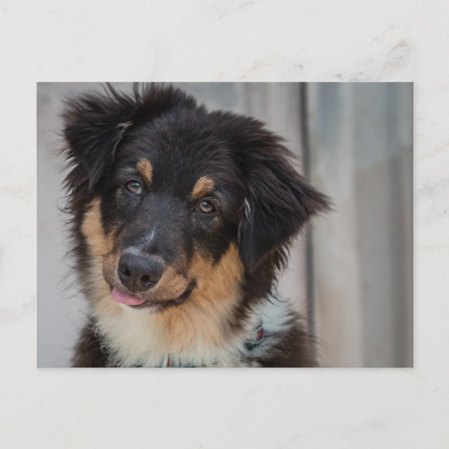 australian shepherd Hund Vykort (Framsida)