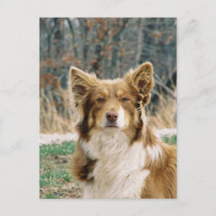 australian shepherd Hund vykort