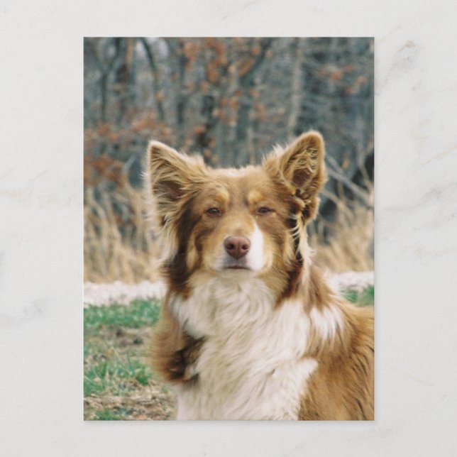australian shepherd Hund vykort (Framsida)
