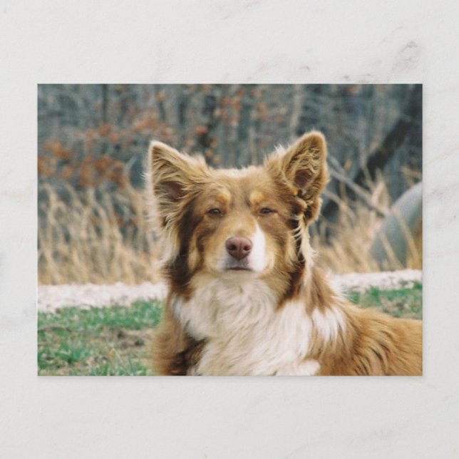 australian shepherd Hund vykort (Framsida)