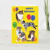 Australian shepherd Hundar och baronernas födelsed