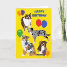 Australian shepherd Hundar och baronernas födelsed