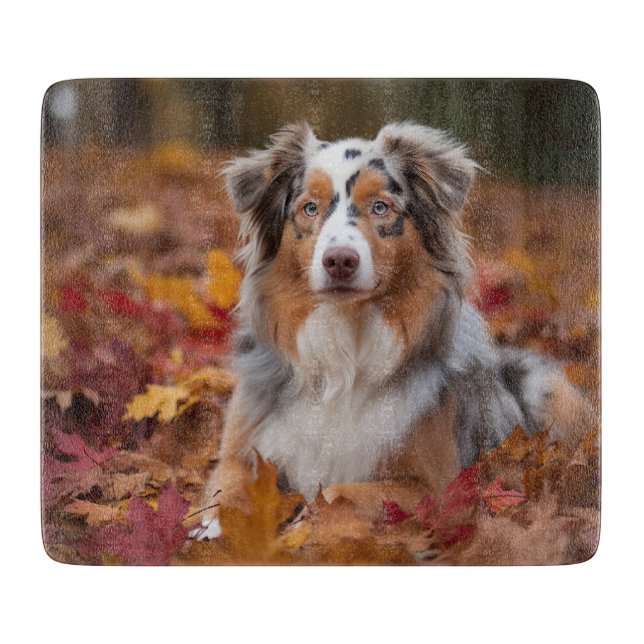 Australian shepherd i Höst löv Fall Inspire (Framsidan)