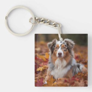 Australian shepherd i Höst löv Fall Inspire
