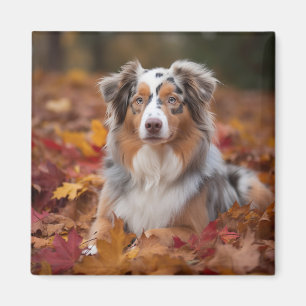 Australian shepherd i Höst löv Fall Inspire Magnet