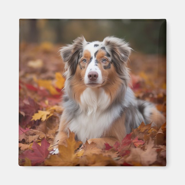 Australian shepherd i Höst löv Fall Inspire Magnet (Framsidan)