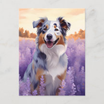 Australian shepherd i Lavender fält