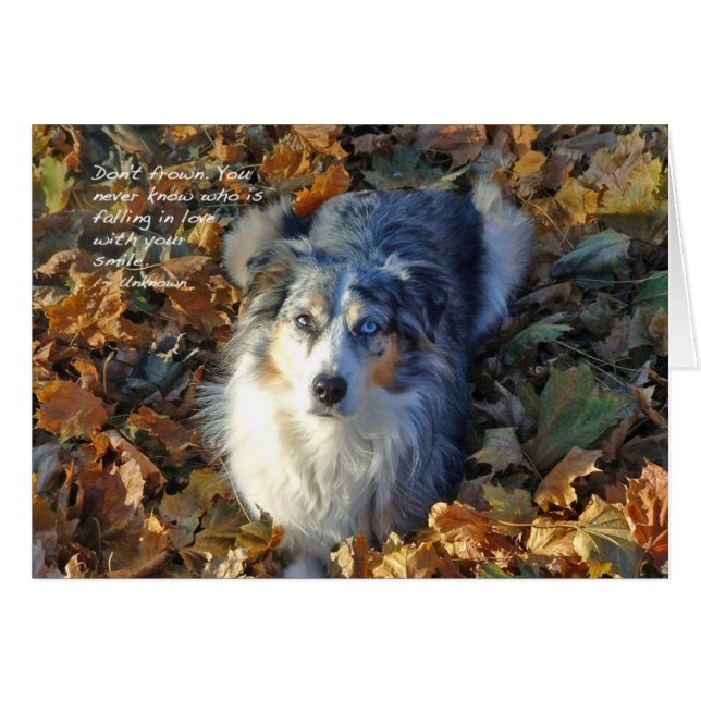 AUSTRALIAN SHEPHERD i LÖV Hälsningskort (Framsidan Horizontal)