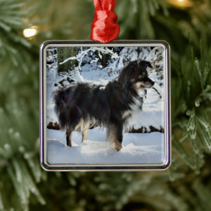 australian shepherd i tredje fullt i snö julgransprydnad metall