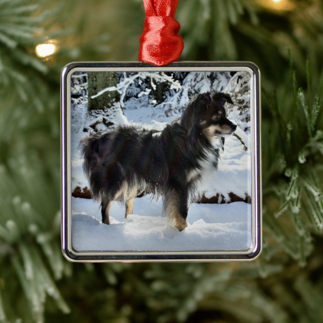 australian shepherd i tredje fullt i snö julgransprydnad metall (Träd)