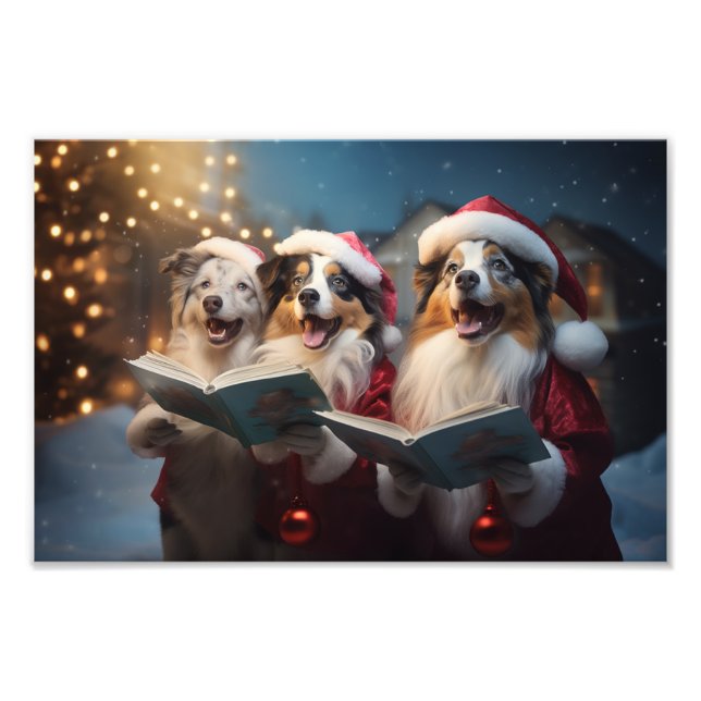 Australian shepherd jul Caroling Helgdag Fototryck (Framsidan)