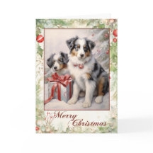 Australian shepherd jul