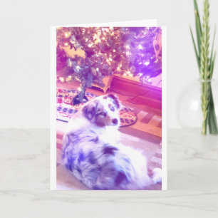Australian shepherd jul helgkort