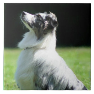 Australian shepherd kakelplatta
