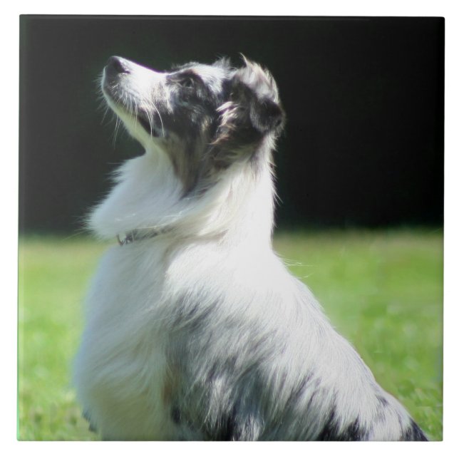 Australian shepherd kakelplatta (Framsidan)