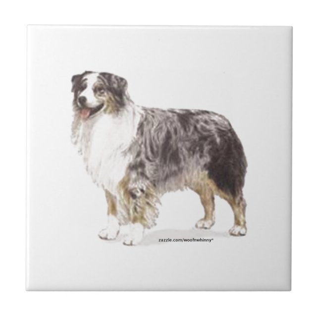 Australian shepherd kakelplatta (Framsidan)