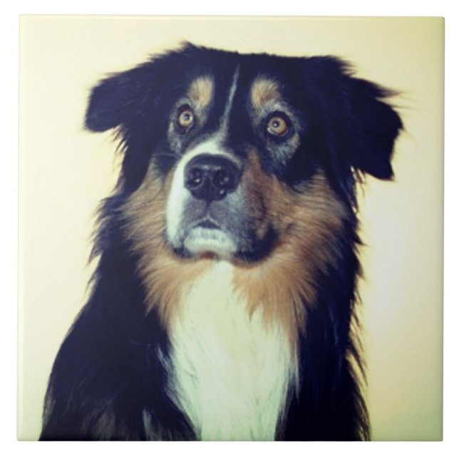 Australian shepherd Kärlek, Rädding Hund, bästa vä Kakelplatta (Framsidan)