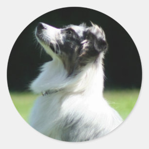 Australian shepherd klistermärken