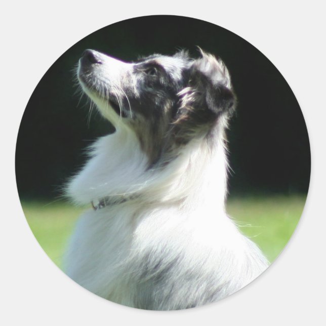 Australian shepherd klistermärken (Framsida)