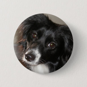 Australian shepherd knapp