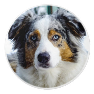 Australian shepherd knopp