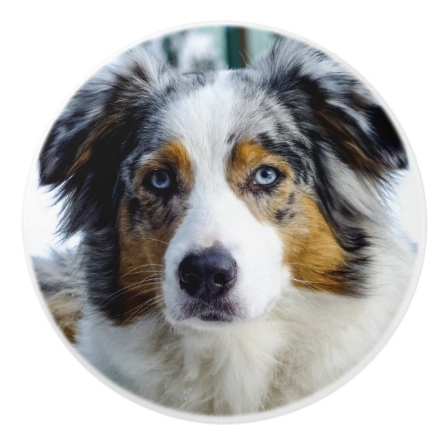 Australian shepherd knopp (Framsidan)