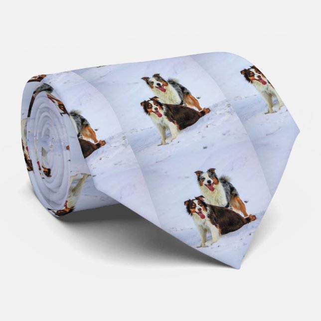 Australian shepherd kopplar ihop hundar slips (Rullad)