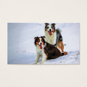 Australian shepherd kopplar ihop hundar visitkort