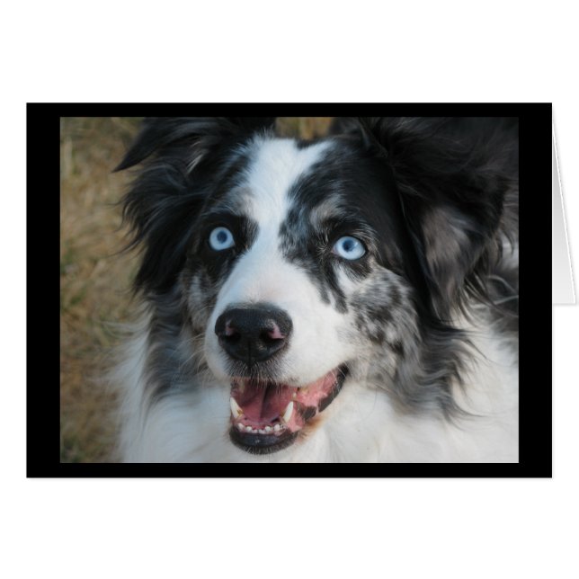 Australian shepherd-kort hälsningskort (Framsidan Horizontal)