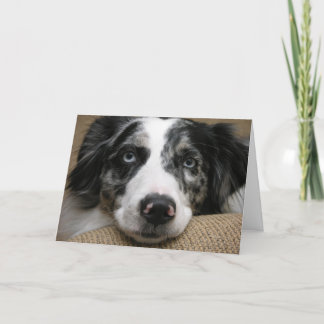 Australian shepherd-kort kort