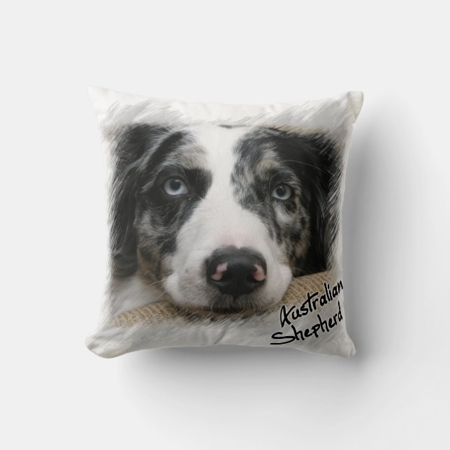 Australian shepherd kudder kudde (Framsida)