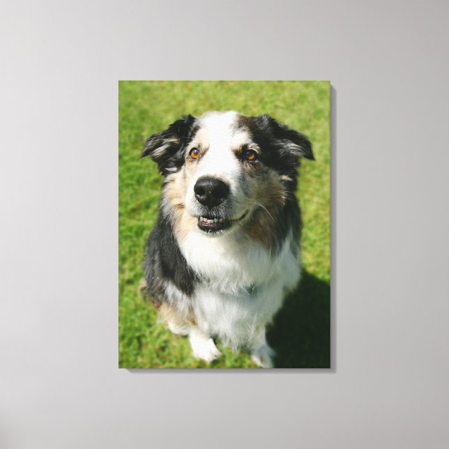 Australian shepherd ler inom stängda dörrar canvastryck (Framsida)