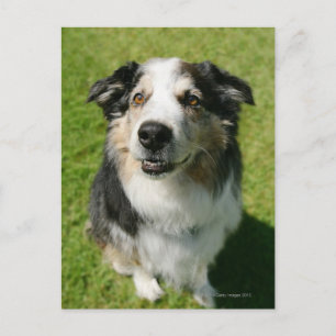 australian shepherd ler inom stängda dörrar vykort