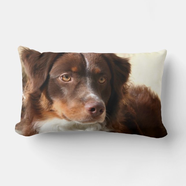 Australian shepherd lumbarkudde (Framsida)