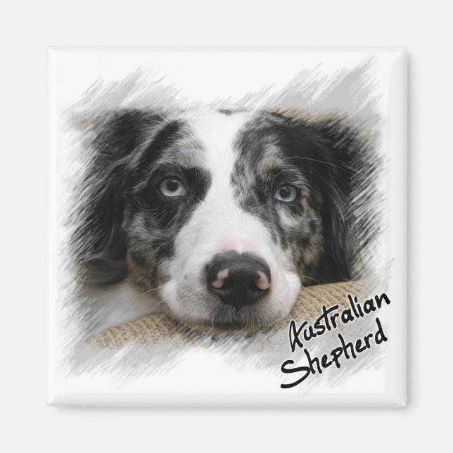 Australian shepherd Magnet (Framsidan)