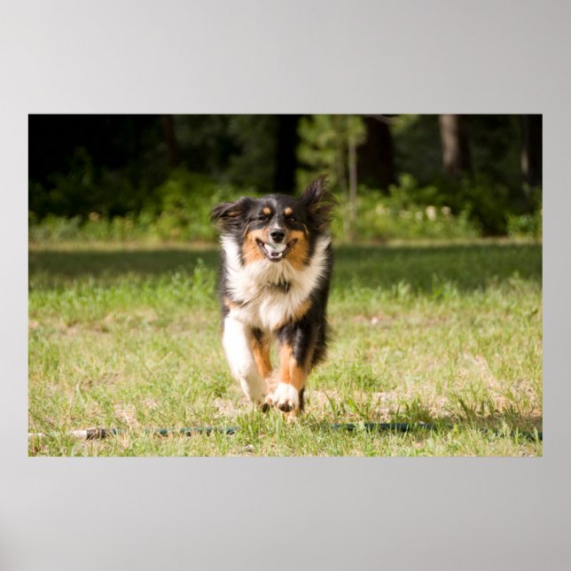 Australian shepherd med Boll Poster (Framsidan)