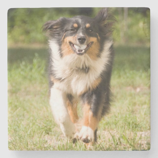 Australian shepherd med Boll Underlägg Sten (Framsidan)