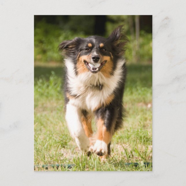 Australian shepherd med Boll Vykort (Framsida)