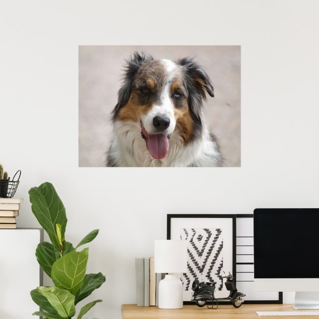 australian shepherd merle poster (Hemmakontoret)